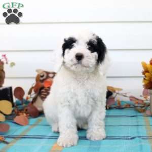 Garrett, Cavapoo Puppy