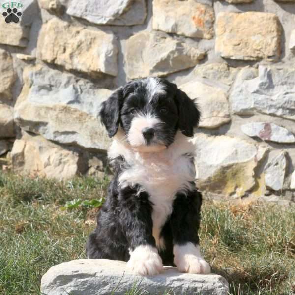 Garrick, Miniature Poodle Mix Puppy