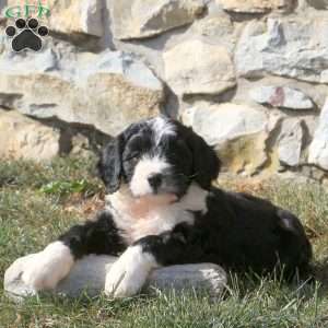 Garrick, Miniature Poodle Mix Puppy