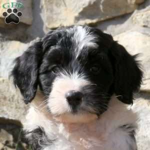 Garrick, Miniature Poodle Mix Puppy