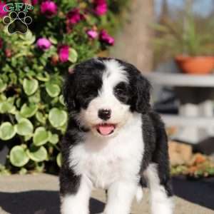 Gary, Sheepadoodle Puppy