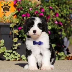 Gary, Sheepadoodle Puppy