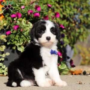 Gary, Sheepadoodle Puppy