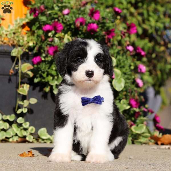 Gary, Sheepadoodle Puppy