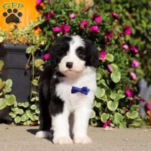 Gary, Sheepadoodle Puppy