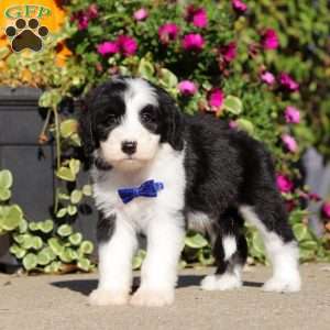 Gary, Sheepadoodle Puppy