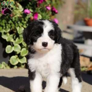 Gary, Sheepadoodle Puppy