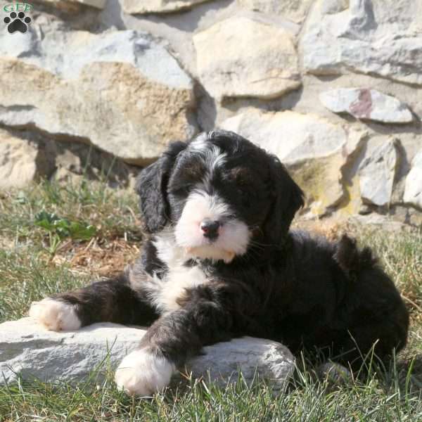 Gary, Miniature Poodle Mix Puppy