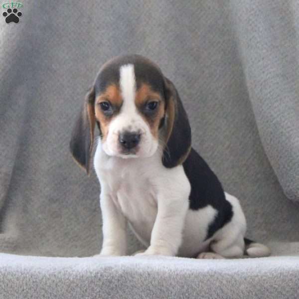 Gator, Beagle Puppy