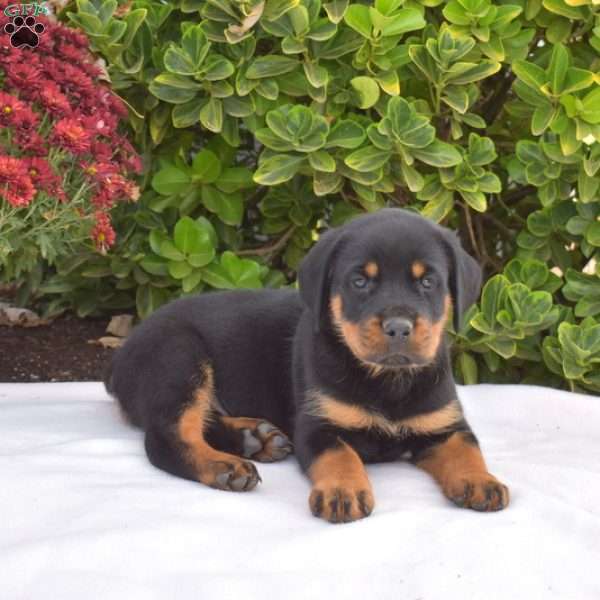 Gator, Rottweiler Puppy