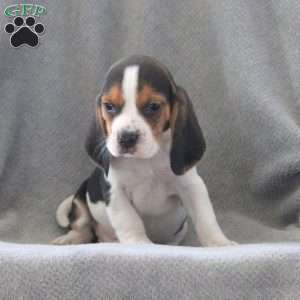 Gator, Beagle Puppy