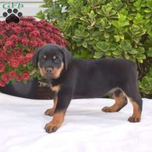 Gator, Rottweiler Puppy