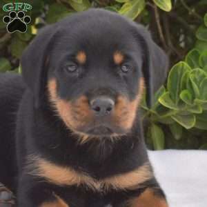 Gator, Rottweiler Puppy