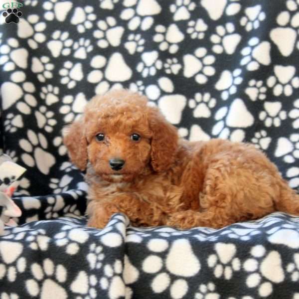 Gavin, Mini Goldendoodle Puppy