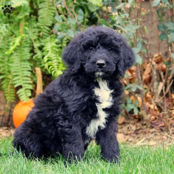 Gavin, Bernedoodle Puppy