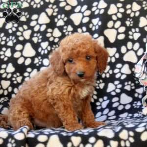 Gavin, Mini Goldendoodle Puppy