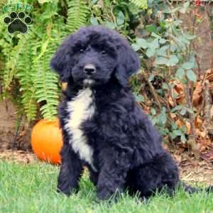 Gavin, Bernedoodle Puppy