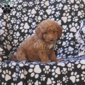 Gavin, Mini Goldendoodle Puppy