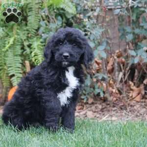 Gavin, Bernedoodle Puppy