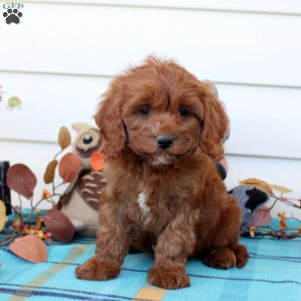 Gavin, Cavapoo Puppy