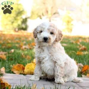 Gavin, Mini Goldendoodle Puppy