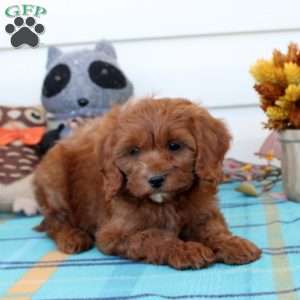 Gavin, Cavapoo Puppy