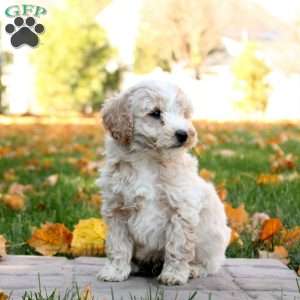 Gavin, Mini Goldendoodle Puppy