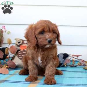 Gavin, Cavapoo Puppy