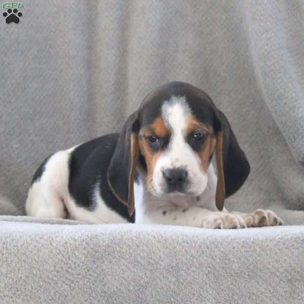 Gemma, Beagle Puppy