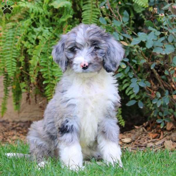 Gemma, Bernedoodle Puppy