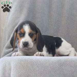 Gemma, Beagle Puppy