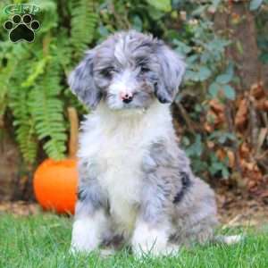 Gemma, Bernedoodle Puppy