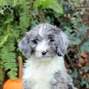 Gemma, Bernedoodle Puppy