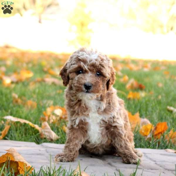 Gemma, Mini Goldendoodle Puppy