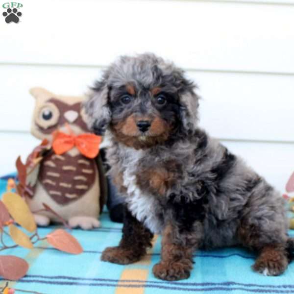 Gemma, Cavapoo Puppy