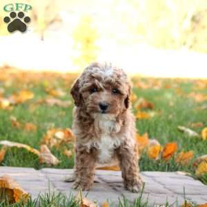 Gemma, Mini Goldendoodle Puppy