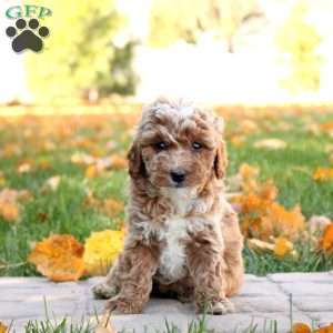 Gemma, Mini Goldendoodle Puppy