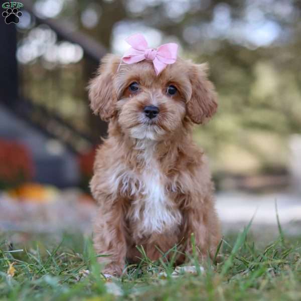 Gene, Cavapoo Puppy