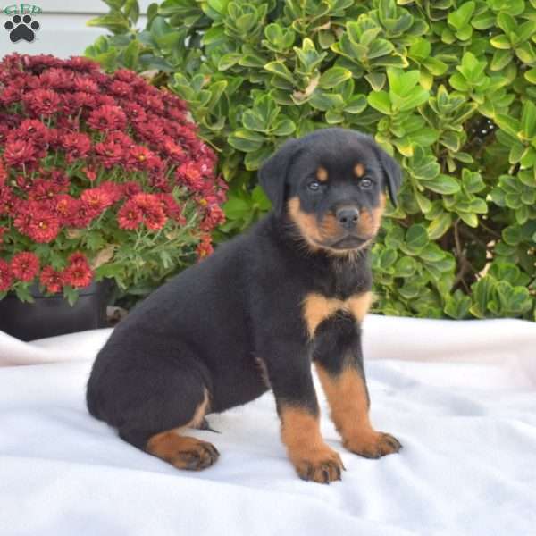 Geo, Rottweiler Puppy