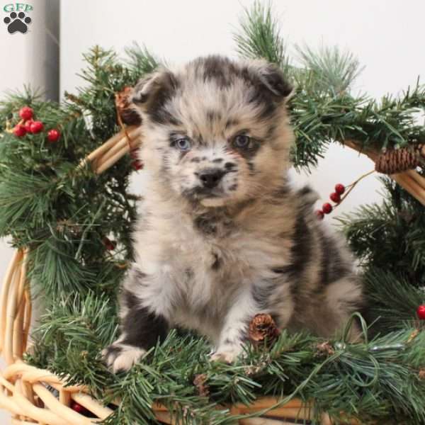 George, French Bulldog Mix Puppy