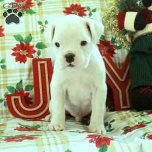 Ghost, Boxer Puppy