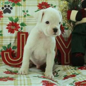 Ghost, Boxer Puppy