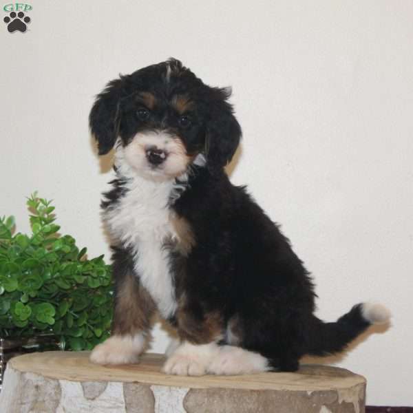 Gift, Bernedoodle Puppy