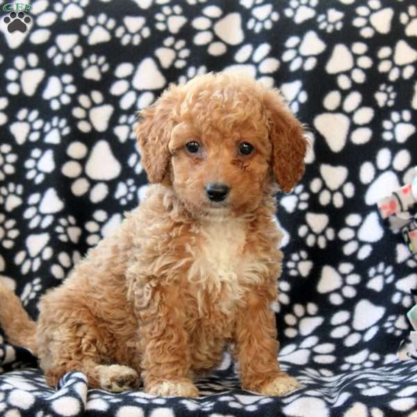 Gigi, Mini Goldendoodle Puppy