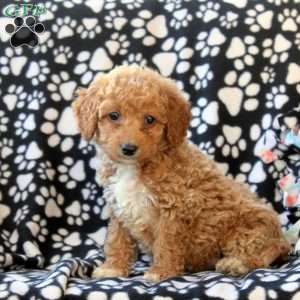 Gigi, Mini Goldendoodle Puppy