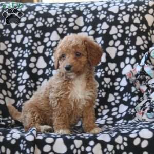 Gigi, Mini Goldendoodle Puppy