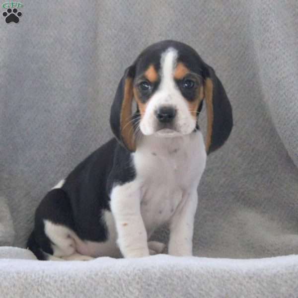 Gina, Beagle Puppy