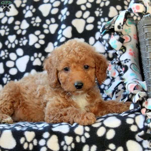 Gina, Mini Goldendoodle Puppy