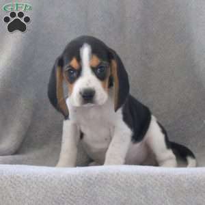 Gina, Beagle Puppy