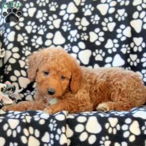 Gina, Mini Goldendoodle Puppy